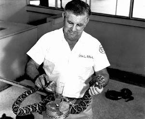 Ross milks a rattlesnake